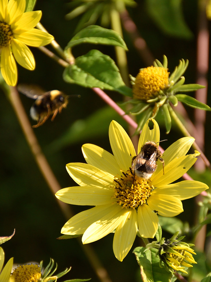 꿀벌, 꽃, 블 룸, 닫기, 자연, 노란색, 노란색 꽃
