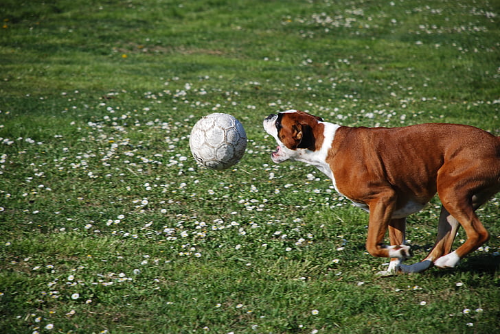 μπόξερ, σκύλος, μπάλα, ευτυχία, παιχνίδι