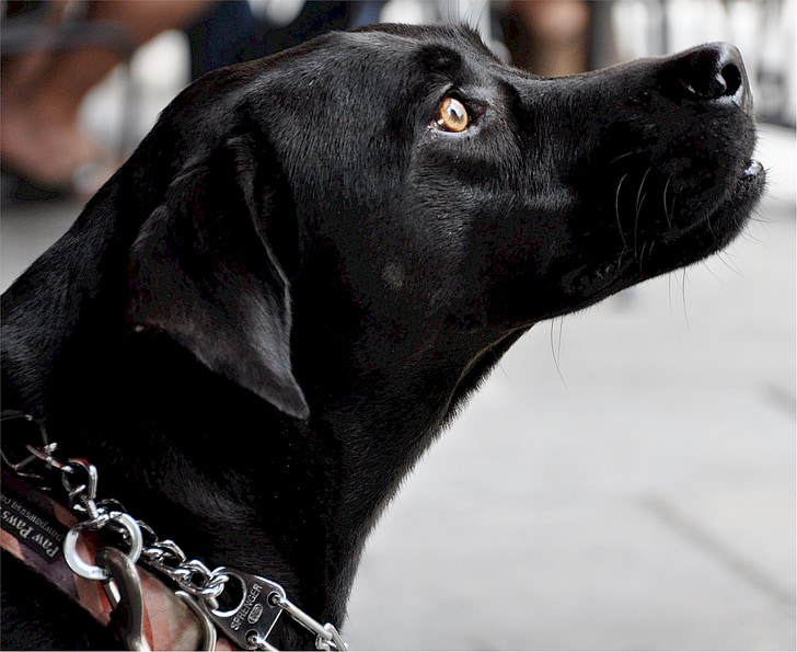 Labrador, hunden, profil, svart, hjørnetann, Gjenerverve, pattedyr