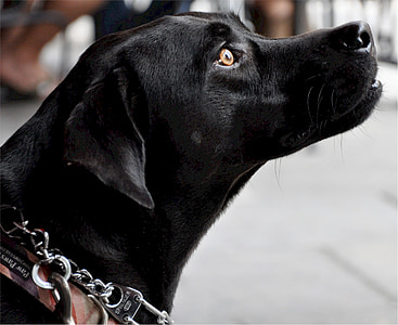 Labrador, koer, profiili, must, koerte, retriiver, imetaja