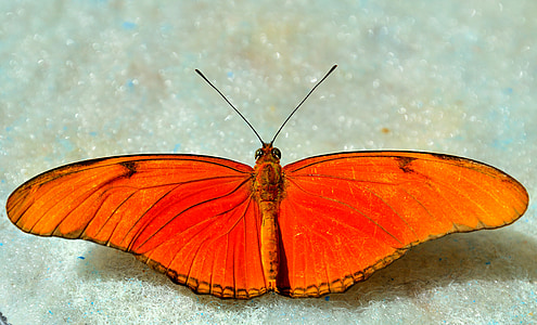 mariposa, naranja, brillante, macro, alas, propagación, antenas