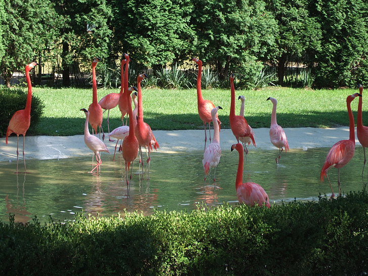 Flamingo, Zoo, zvířata, oranžová, červená, růžová