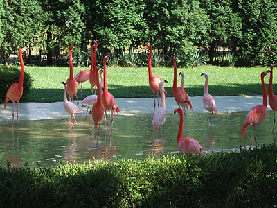Flamingo, zooloģiskais dārzs, dzīvnieki, oranža, sarkana, rozā