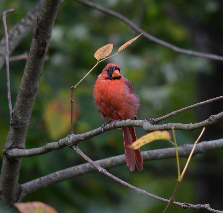 pájaro rojo, pájaro, Cardenal, flora y fauna, Parque zoológico, salvaje