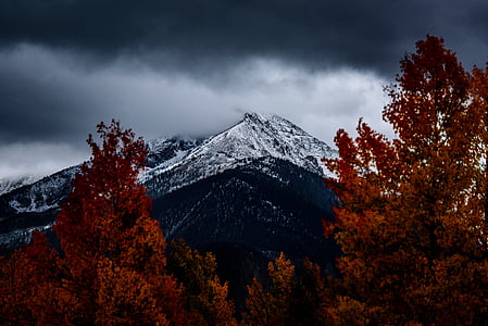 muntanyes, cobrint, neu, a prop, vermell, fulles, arbre