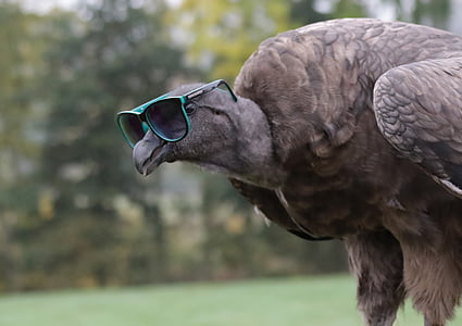 Baby condor noszący okulary przeciwsłoneczne, Sęp, Condor, padlina, drapieżnik, Raptor, zamiatacz ulic