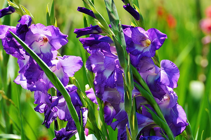 gladiolo, azul, verano, púrpura, naturaleza, flores, crecer