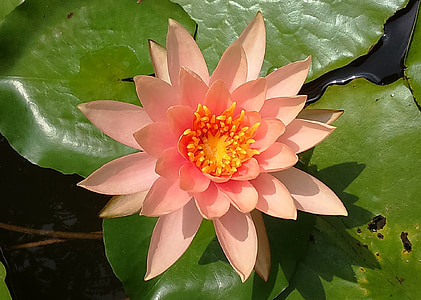water lily, peach glow, nymphaeaceae, lily, flower, pond, water