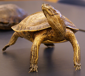 tortuga, reptil, animal, macro, Close-up, naturaleza, Ciencia