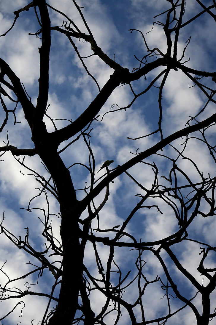 tree, sky, clouds, twigs, nature, blue, old tree