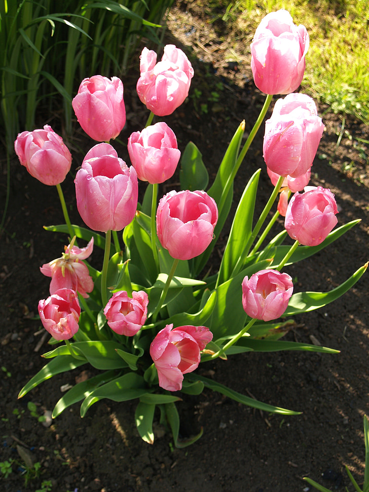 tulip, bouquet, bed, pink