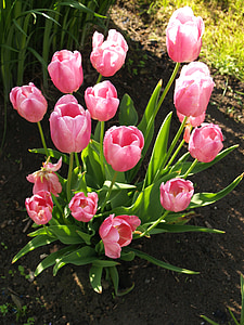 Tulip, bó hoa, giường, màu hồng