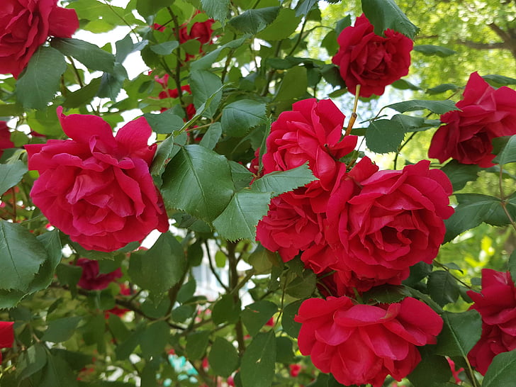 jardí, Rosa, brillant, natura, vermell, planta, fulla