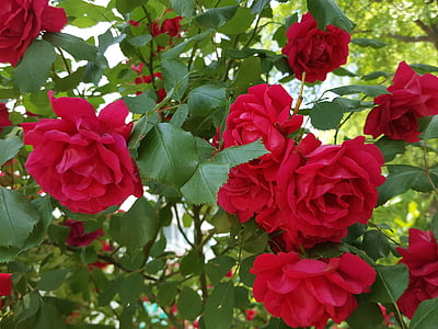 Κήπος, τριαντάφυλλο, φωτεινή, φύση, κόκκινο, φυτό, φύλλο