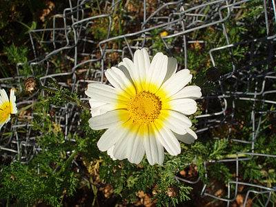 Marguerite, Tusindfryd, blomster, natur, Blossom, Bloom, hvid