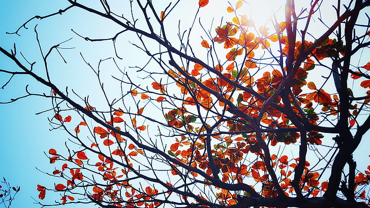 hösten, faller, lämnar, naturen, Sky, solsken, träd