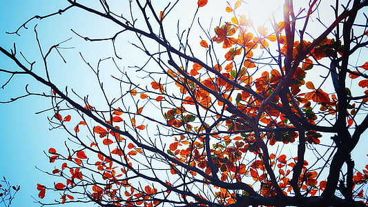 το φθινόπωρο, πτώση, φύλλα, φύση, ουρανός, ηλιοφάνεια, δέντρο