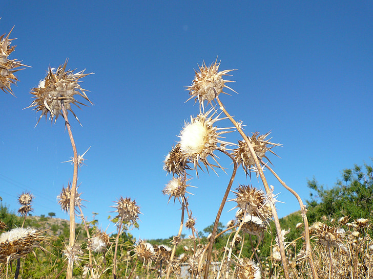 thistle, flower, dry, daba, sun, desert, withered