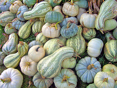 gourds, fall, autumn, pumpkin, season, decoration, harvest