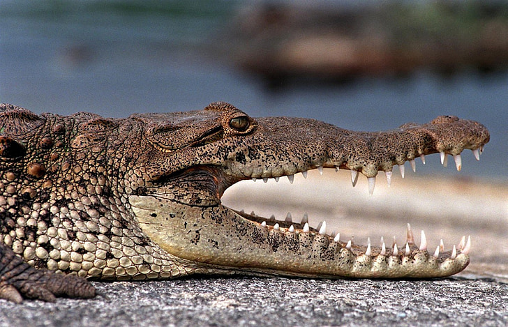 Krokodýl, Profil, plaz, hlava, ústa, zuby, predátor