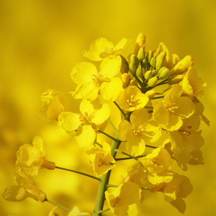 flor de violación, violación de semilla oleaginosa, amarillo, campo de colza, planta, primavera, plantas de colza oleaginosa