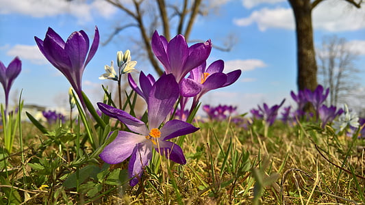 meadow, flower, blossom, bloom, purple