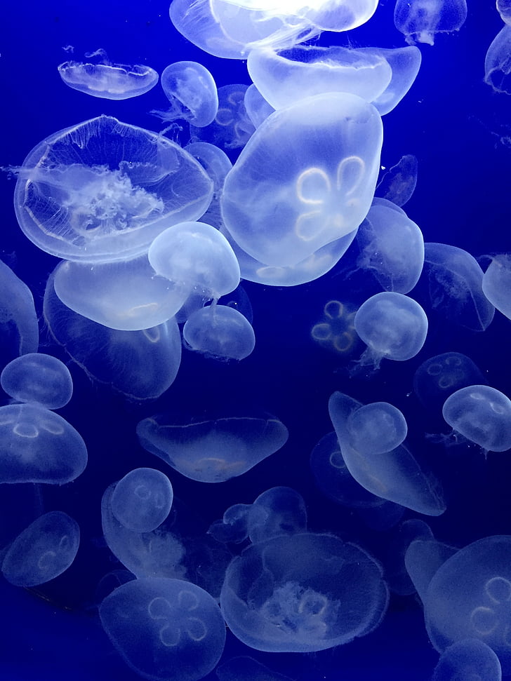 jellyfish, sea, water animals, sea ​​animals, scyphozoa, meditative, meditation
