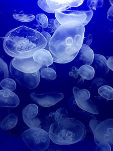 медузи, море, водних тварин, морських тварин, Сцифоїдні, медитативний, Медитація