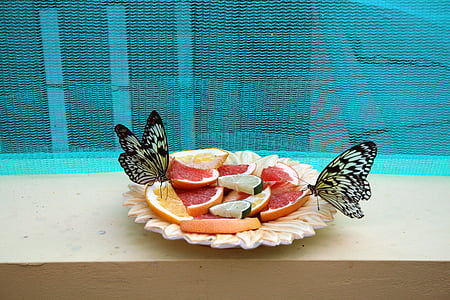 Метелик, Природа, Комаха, крупним планом, тропічний комах