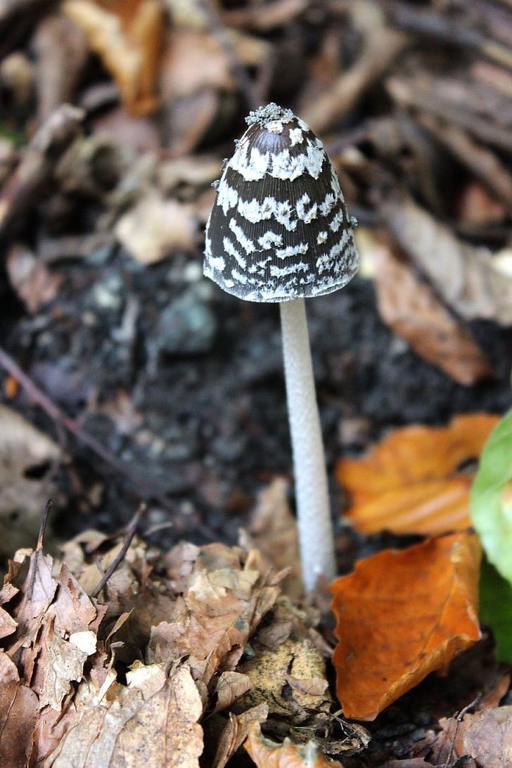 mushroom, forest floor, forest mushroom, fungal species, leaves, forest, autumn