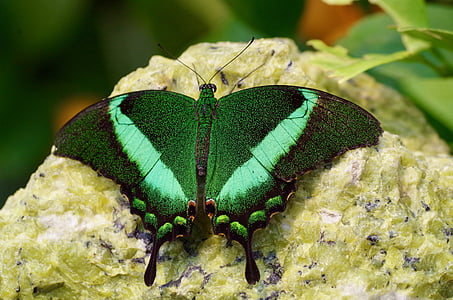 motýľ, zviera, hmyzu, Zavrieť, Zelená farba, zvieracie motívy, jedno zviera