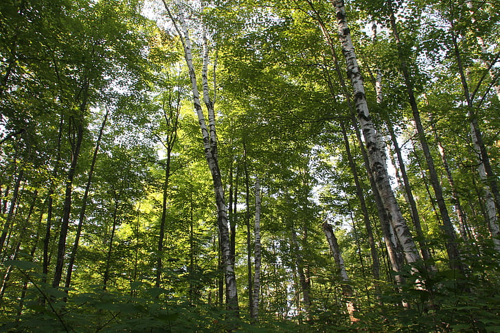 fák, természet, őszi, erdő, kültéri, táj, Woodland