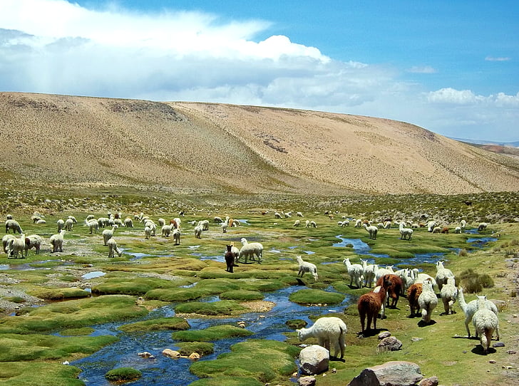 Alpaca, Peru, liekki, kentän alpakka, kentän liekit, kenttä, tavallinen
