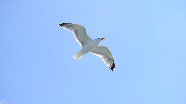 seagull, bird, sky, fly, water bird, wildlife photography, coast