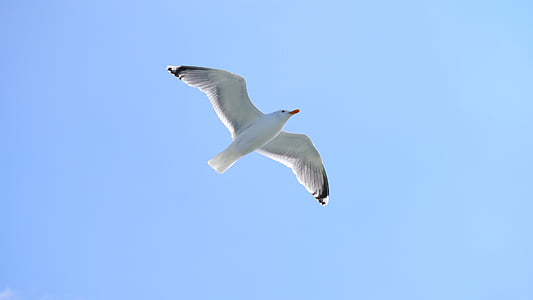 Gavina, ocell, cel, volar, ocell d'aigua, fotografia de la natura, Costa