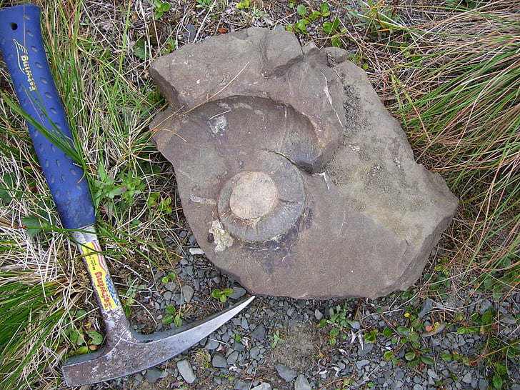 fossile, Rock, hammer, geologi, palæontologi, forstenede, gastropod