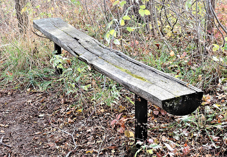 tree bench, seating, forest, nature, autumn leaves