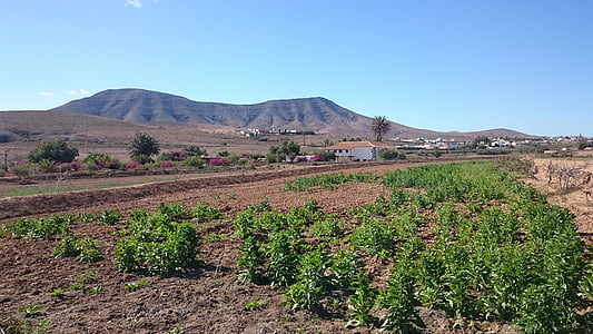 Fuerteventura, ainava, lauku, daba, taka, kalnu ainava, lauksaimniecība