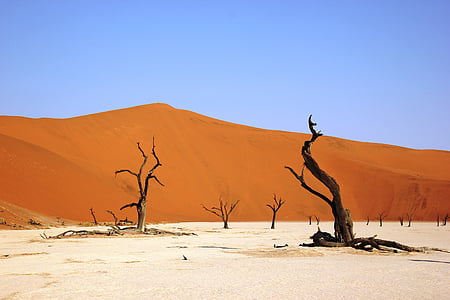 deadvly, Namibija, dykuma, sausas, smėlio, wüstentour, žuvusių augalų