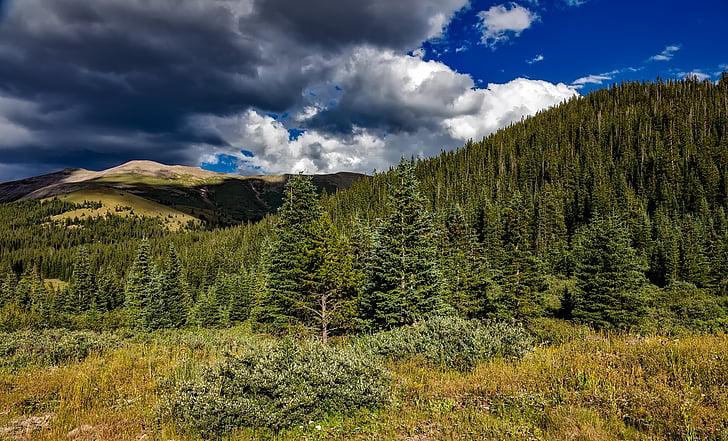 Colorado, Rocky mountains, Les, stromy, Woods, louka, pole