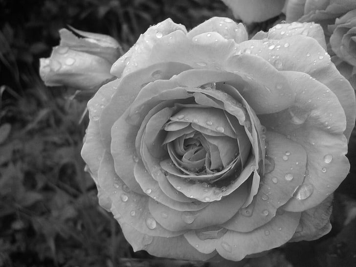Rose, noir et blanc, fleur, pétales