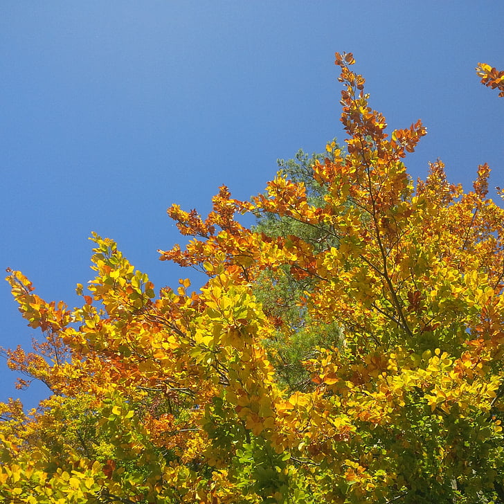 rudens, koks, zelta rudens, noskaņojums, rudenī kokam, atstāj, debesis