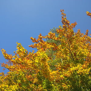 rudens, koks, zelta rudens, noskaņojums, rudenī kokam, atstāj, debesis