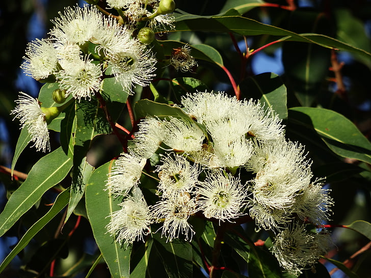 евкалипт цвете, австралийски евкалипт, цъфтящи евкалипт клонове