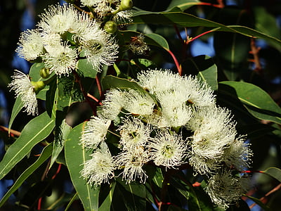 flor de eucalipto, eucalipto australiano, ramos de eucalipto de floração