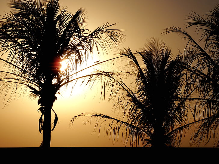 palmbomen, Sol, zonsondergang, tegen licht