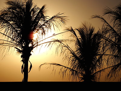palm trees, sol, sunset, against light