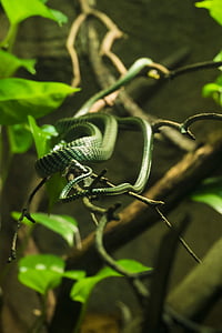 animal, branches, close-up, leaves, reptile, snake, wild animal
