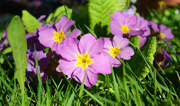 primroses, flowers, violet, nature, flora, spring, plant