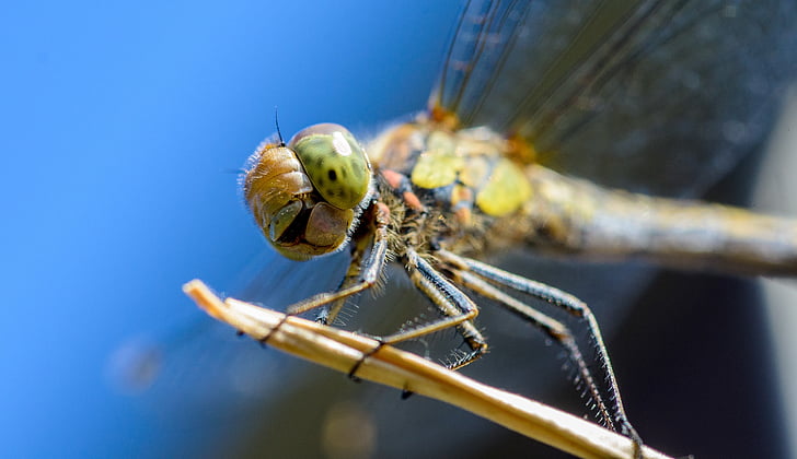 Dragonfly, insekt, makro, fauna, flyve, natur, udendørs